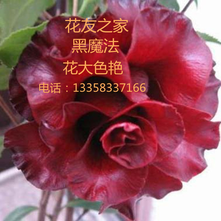 (yng)Ʒ軨ħ 軨СǤL󹩑(yng) 
P(gun)I: