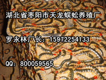 ҧôkˎÄB(yng)ֳ޹˾ 
P(gun)I: