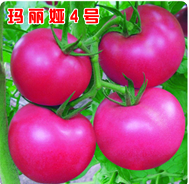 (yu)|(zh)ѷN/۹ѷNӡ۹f(wn)ʢNI(y) 
P(gun)I: