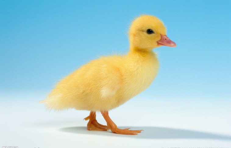 Sl(f)(sh)ݵ 
P(gun)I: