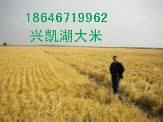 dP N۽(jng)  18646719962 
P(gun)I:
