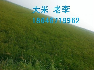 ۖ|ЙC(j) (jng) 18646719962 
P(gun)I: