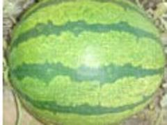 m݃(yu)ݵϷNl(f)Su 
PI: