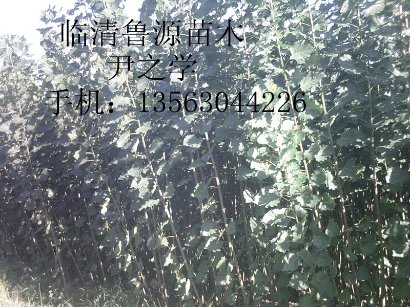 107l(f)ļI(y)(qing)]RԴľ 
P(gun)I: