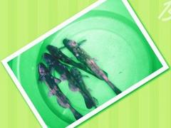 ɽu(y)õˮa(chn)~繩(yng)I(y)ˮa(chn)~ 
P(gun)I: