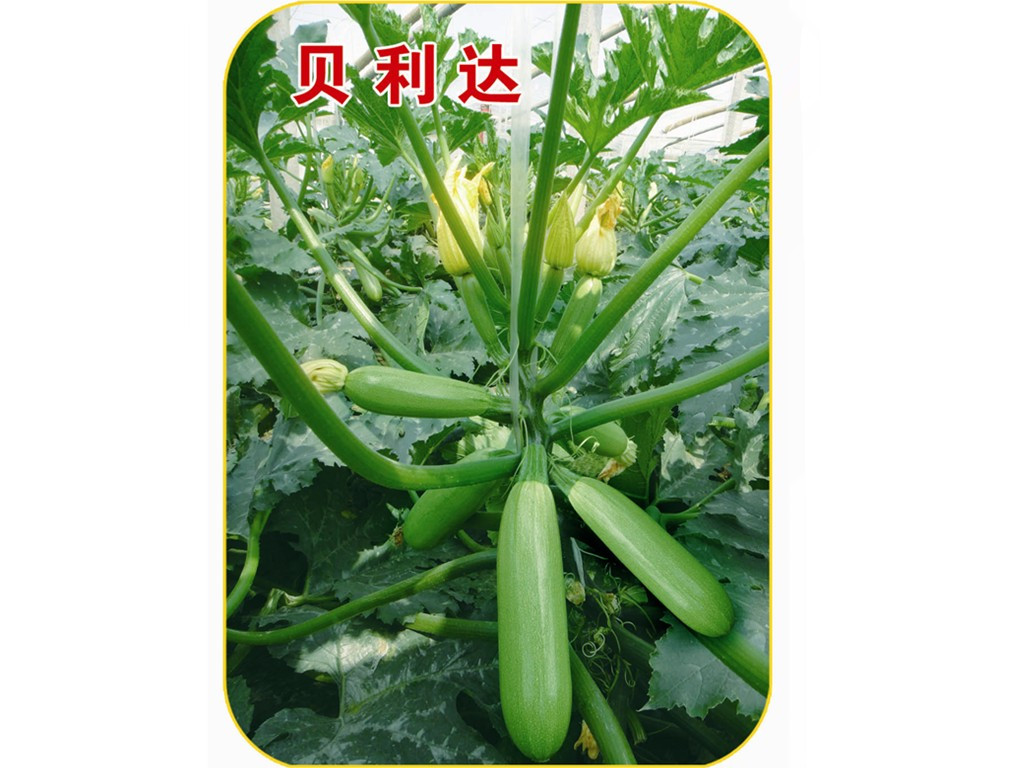 紺NֲڸкɫGԺJNӡ۹fʢNI(y) 
P(gun)I: