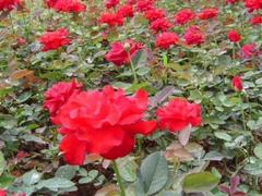 (li)(li)(li)tñ¼Nֲ||tñ¼(yng)-ӗ 
P(gun)I: