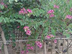 rھmGr @־Gľ r(yu) 
PI: