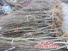 ռr񡪡ֵռ烞(yu)xSľ 
P(gun)I: