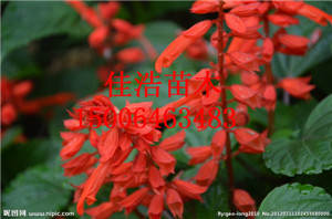 Iһt(dng)ȻǵѺƹϹľ(yng)һt 
P(gun)I: