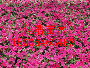 (yng)(sh)ݵİţ(yng)۠ţ 
P(gun)I:
